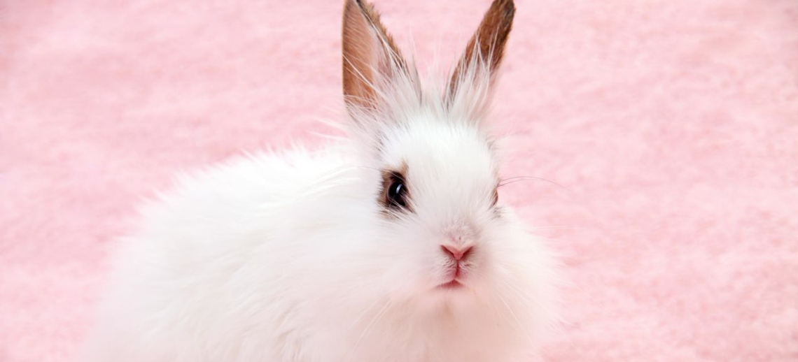 O que significa o termo “cruelty-free”? Entenda por que você não deve confiar nele